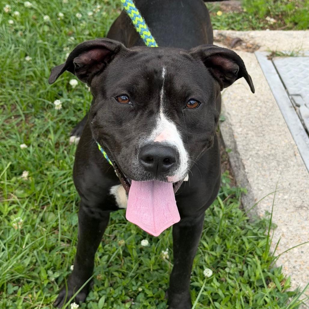 Enlarge Flower Child, a Adoptable Pit Bull Terrier in Newport, NC image 4/5