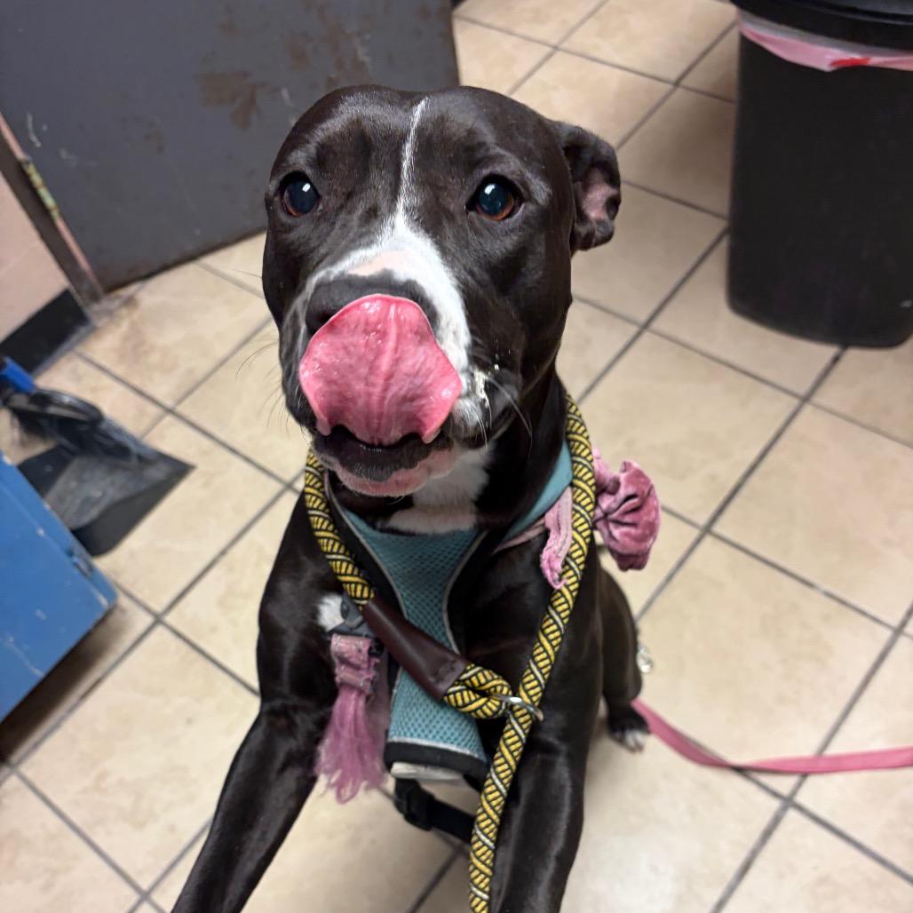 Enlarge Flower Child, a Adoptable Pit Bull Terrier in Newport, NC image 5/5