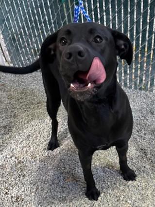 Tipsy, a Adoptable mixed breed in Kellogg, ID image 3/4