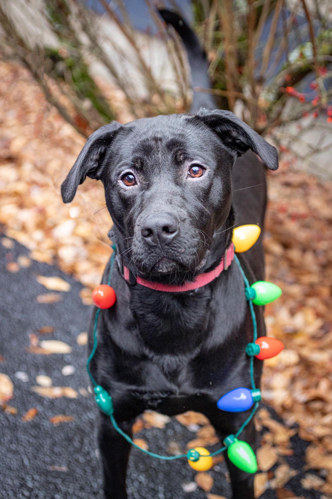 Tipsy, Adoptable, Young Female Black Labrador Retriever & Pit Bull Terrier.