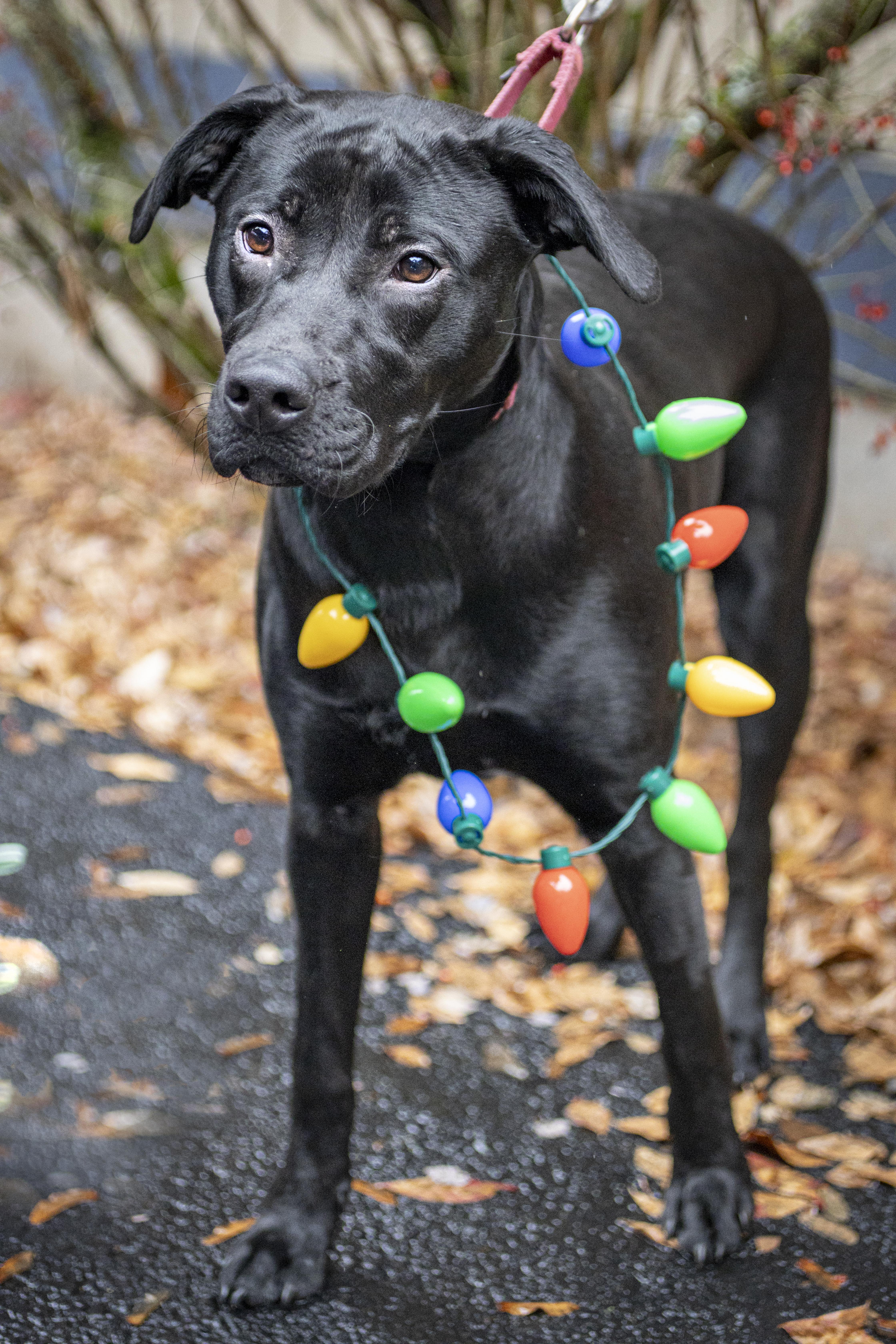 Enlarge Tipsy, a Adoptable mixed breed in Kellogg, ID image 3/6