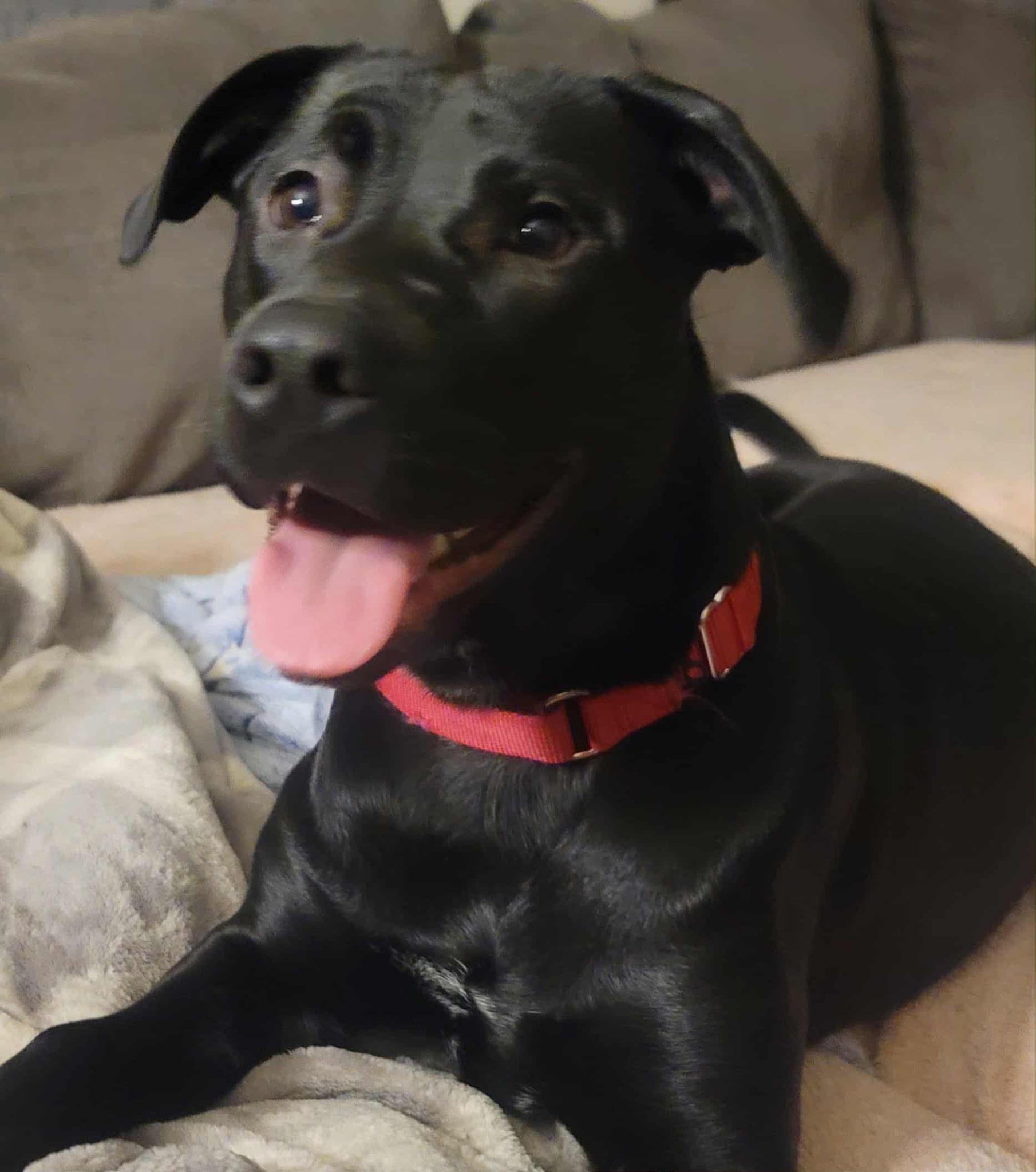 Tipsy, a Adoptable mixed breed in Kellogg, ID image 1/4