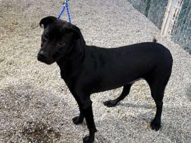 Tipsy, a Adoptable mixed breed in Kellogg, ID image 4/4