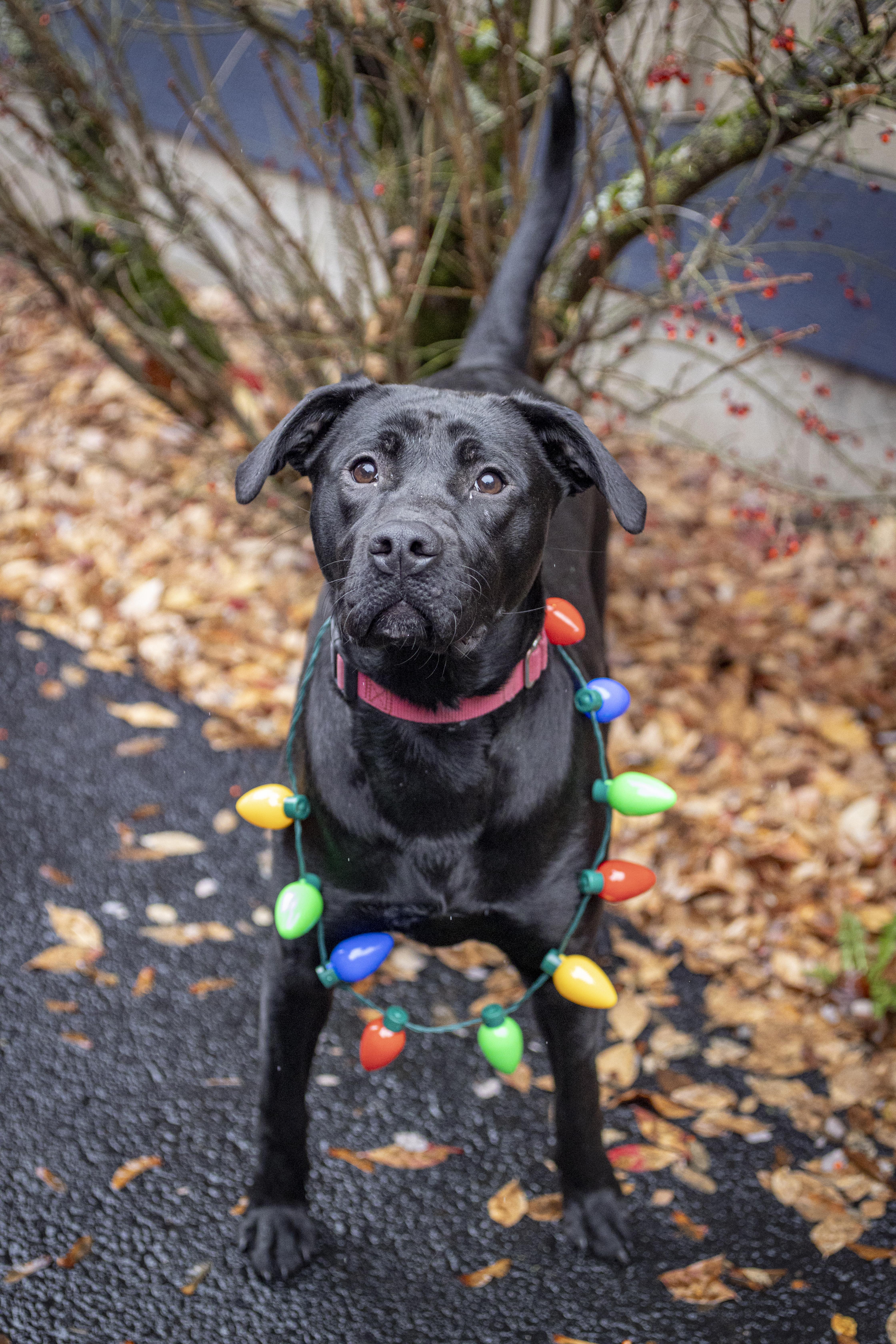Enlarge Tipsy, a Adoptable mixed breed in Kellogg, ID image 4/6
