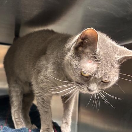 Enlarge Yin, a Adoptable Domestic Short Hair in Braintree, MA image 4/5