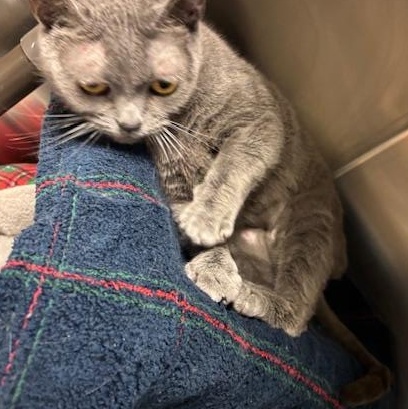 Enlarge Yin, a Adoptable Domestic Short Hair in Braintree, MA image 3/5