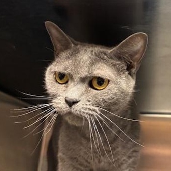 Enlarge Yin, a Adoptable Domestic Short Hair in Braintree, MA image 1/5