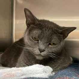 Enlarge Yin, a Adoptable Domestic Short Hair in Braintree, MA image 5/5