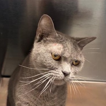 Enlarge Yin, a Adoptable Domestic Short Hair in Braintree, MA image 2/5