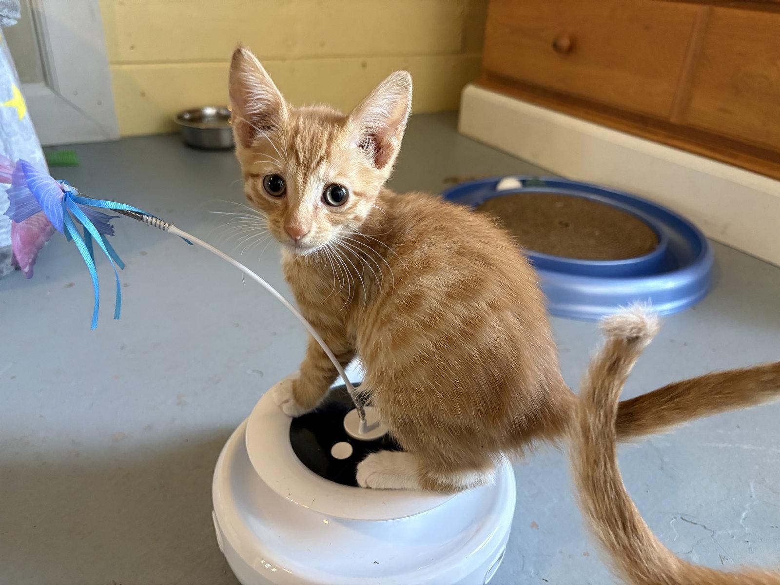 Enlarge Nala, a Adoptable Domestic Short Hair in Phoenix, AZ image 2/2