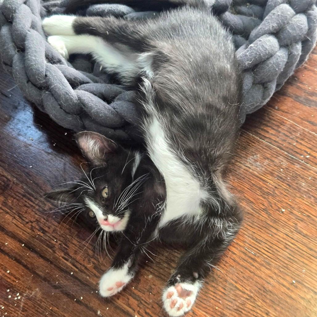 Enlarge Lysosome, a Adoptable Domestic Short Hair in Wichita, KS image 1/5