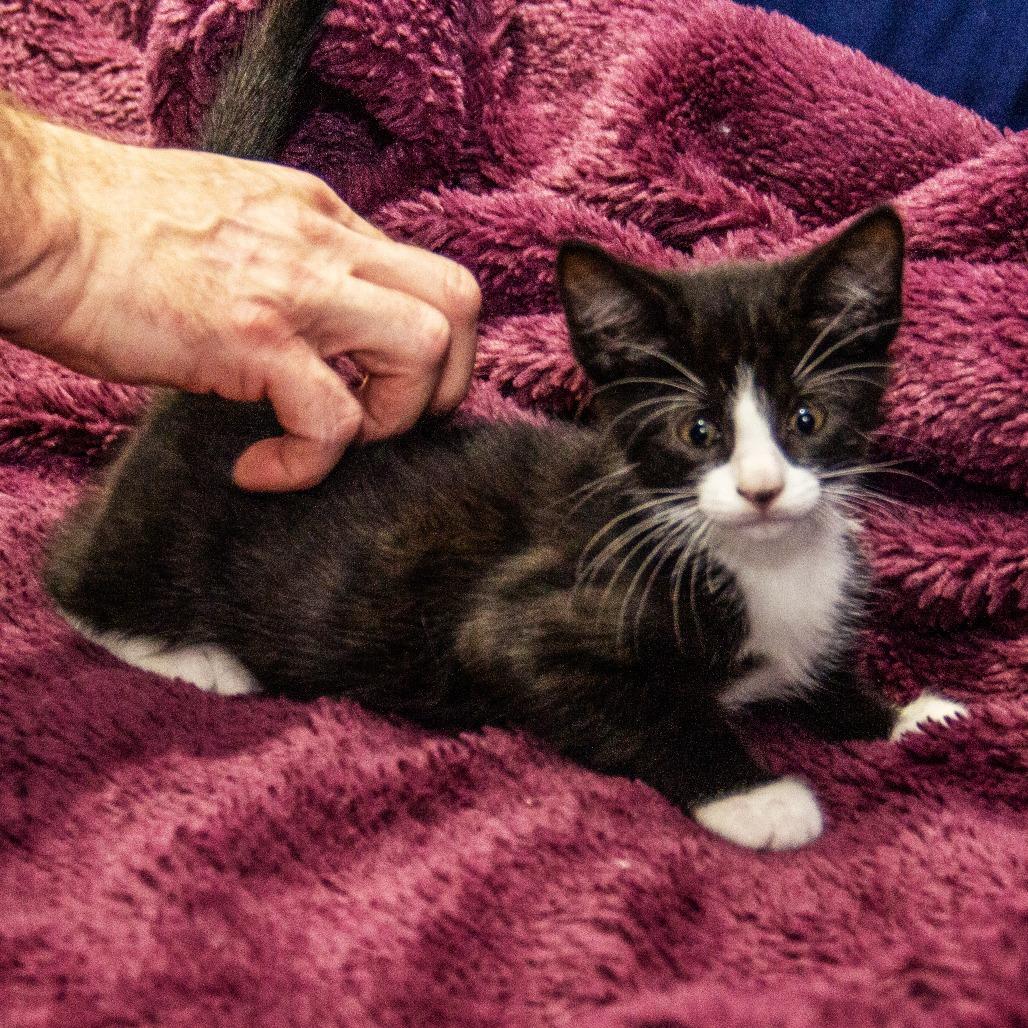 Enlarge Lysosome, a Adoptable Domestic Short Hair in Wichita, KS image 2/5