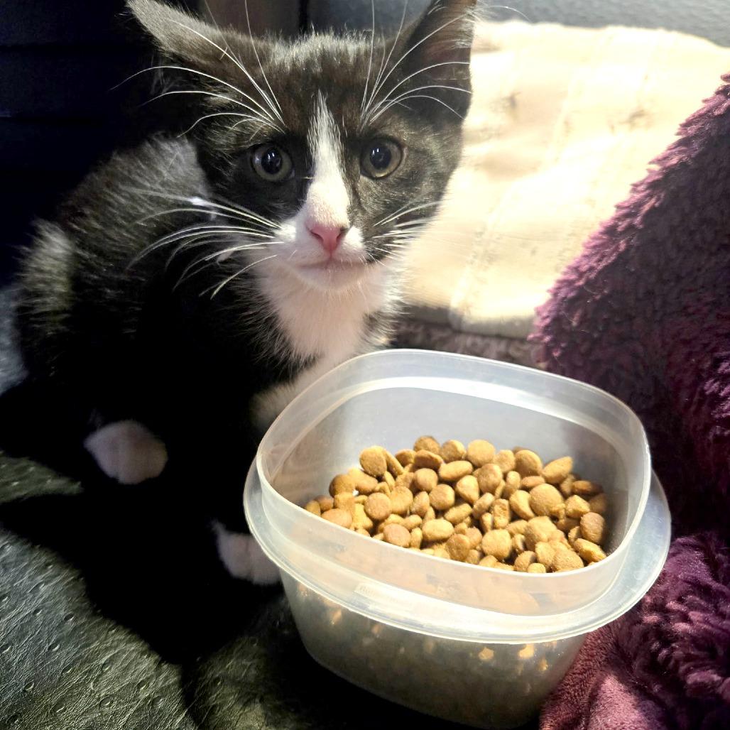 Enlarge Lysosome, a Adoptable Domestic Short Hair in Wichita, KS image 3/5