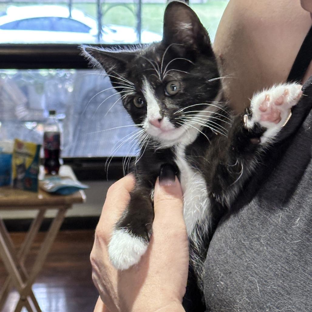 Enlarge Lysosome, a Adoptable Domestic Short Hair in Wichita, KS image 4/5