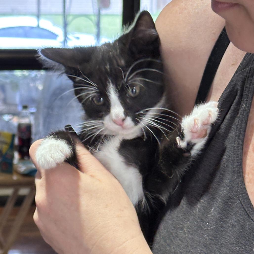 Enlarge Lysosome, a Adoptable Domestic Short Hair in Wichita, KS image 5/5