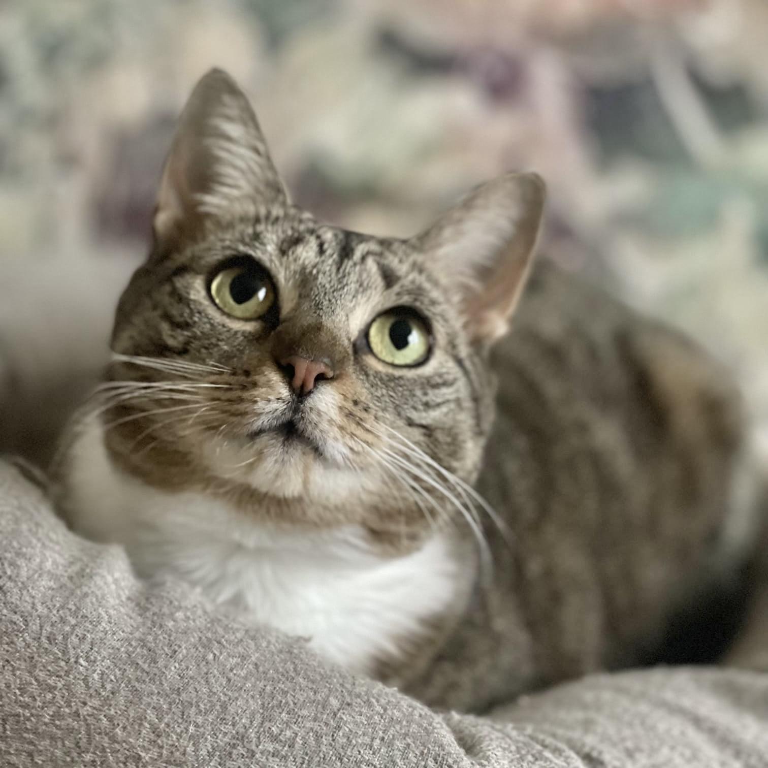 Sushi, Adoptable, Young Female Domestic Short Hair.