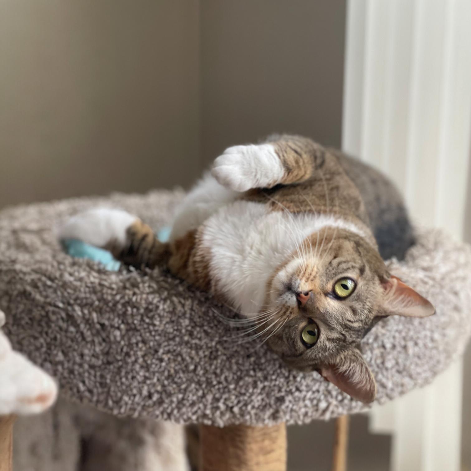 Sushi, a Adoptable Domestic Short Hair in Pittstown, NJ image 2/6