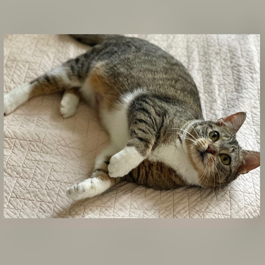 Sushi, a Adoptable Domestic Short Hair in Pittstown, NJ image 6/6