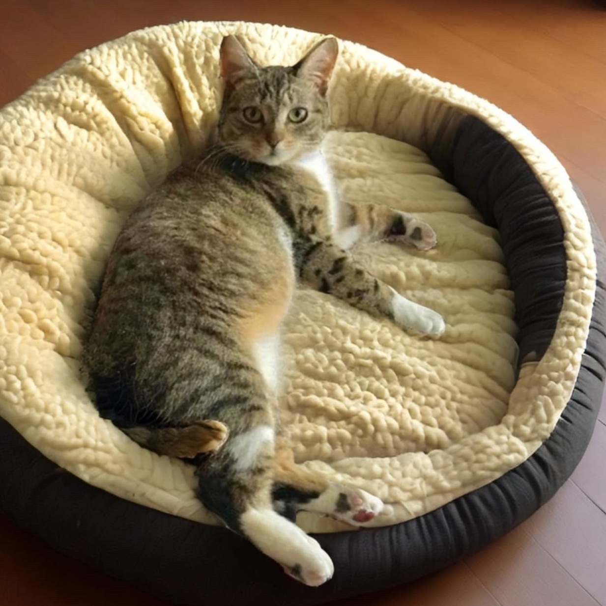 Sushi, a Adoptable Domestic Short Hair in Pittstown, NJ image 5/6