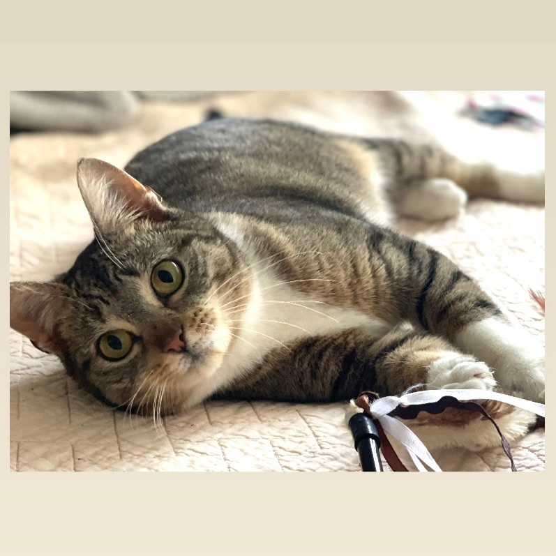 Sushi, a Adoptable Domestic Short Hair in Pittstown, NJ image 3/6