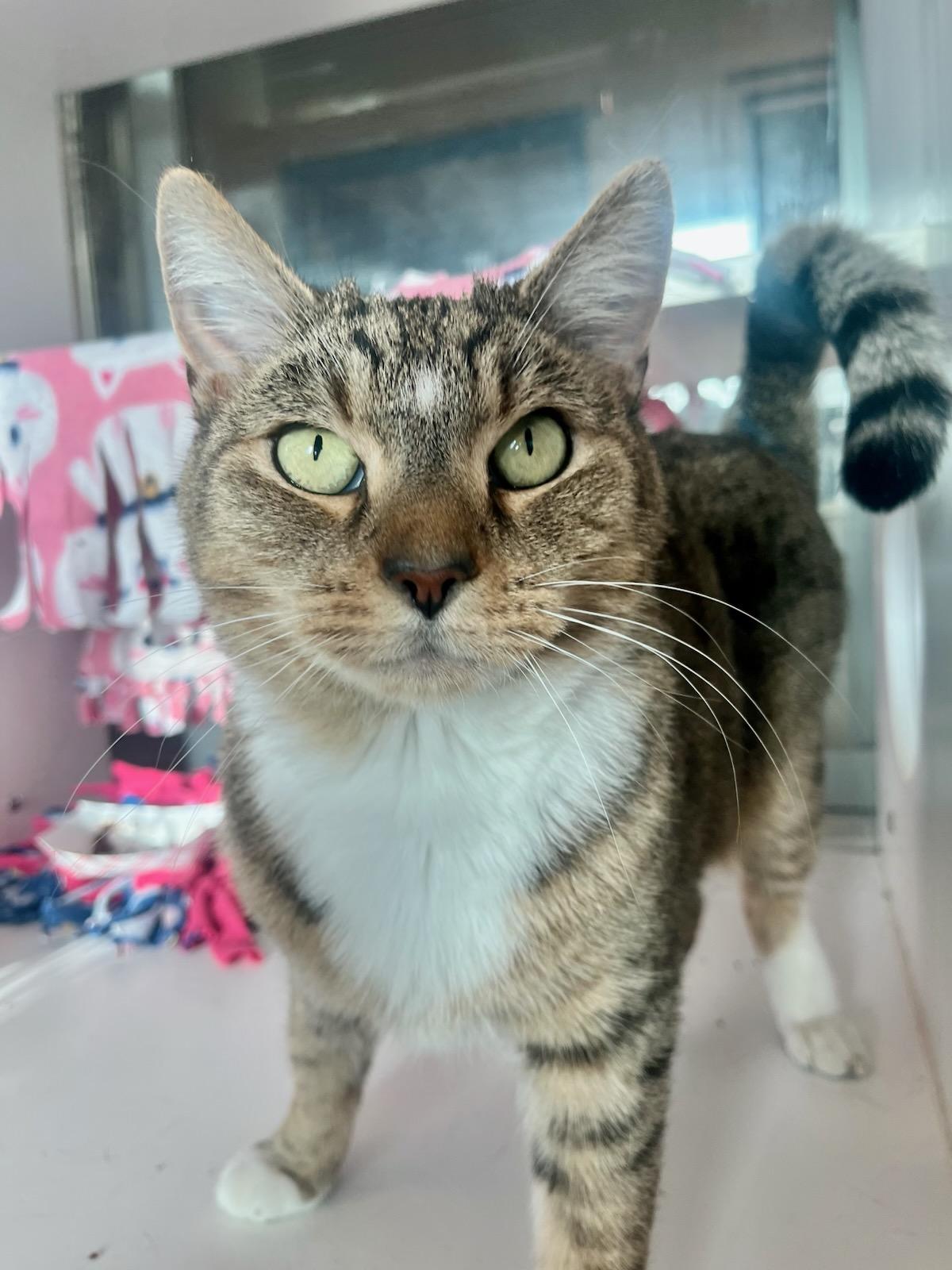 Turner (ID 48998/3671), Adoptable, Adult Male Domestic Short Hair.