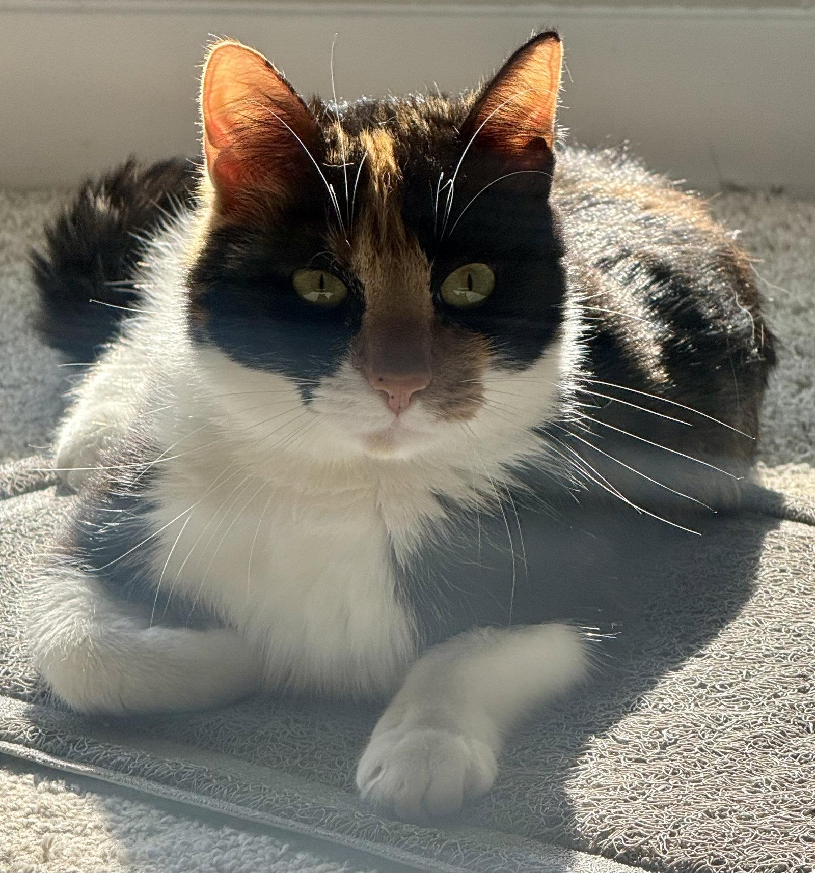 Enlarge Amai, a Adoptable mixed breed in Phoenix, AZ image 2/2