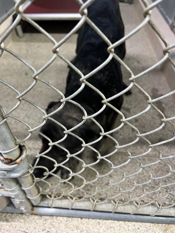 Luna, Adoptable, Adult Female Chesapeake Bay Retriever.