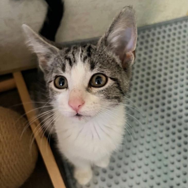 Roxie, Adoptable, Kitten Female Domestic Short Hair.