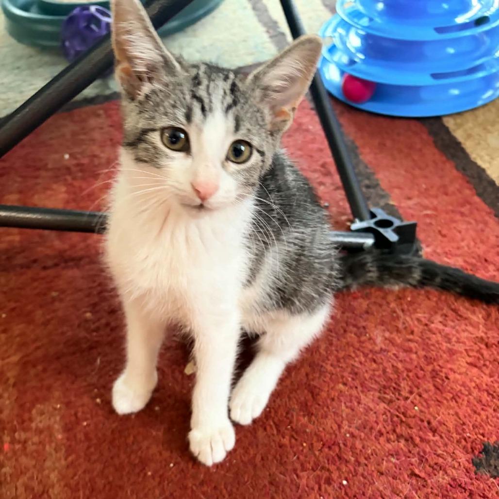 Enlarge Roxie, a Adoptable Domestic Short Hair in Prairie du Chien, WI image 2/2