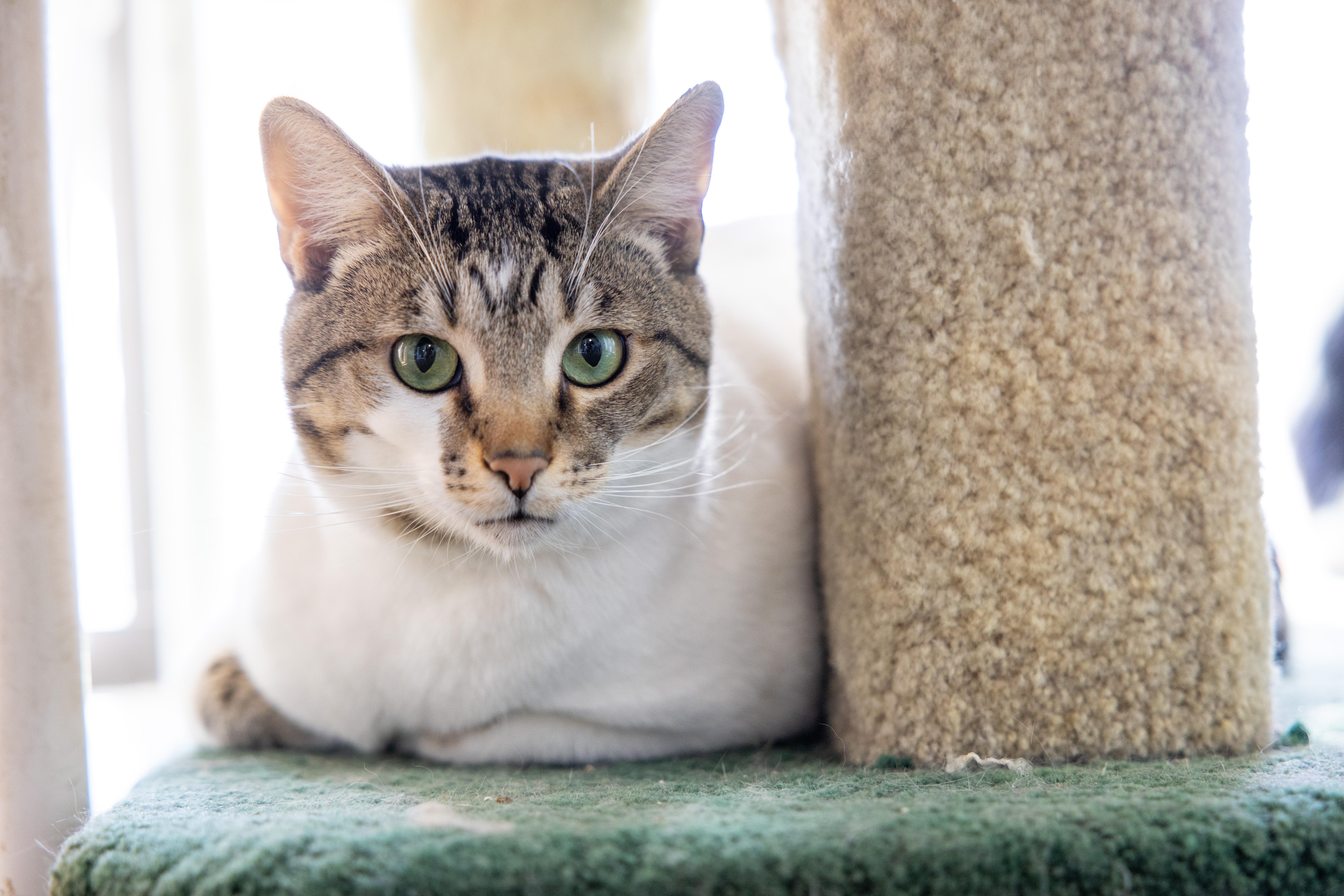 Garfield, an adoptable Domestic Short Hair in Helendale, CA_image-1