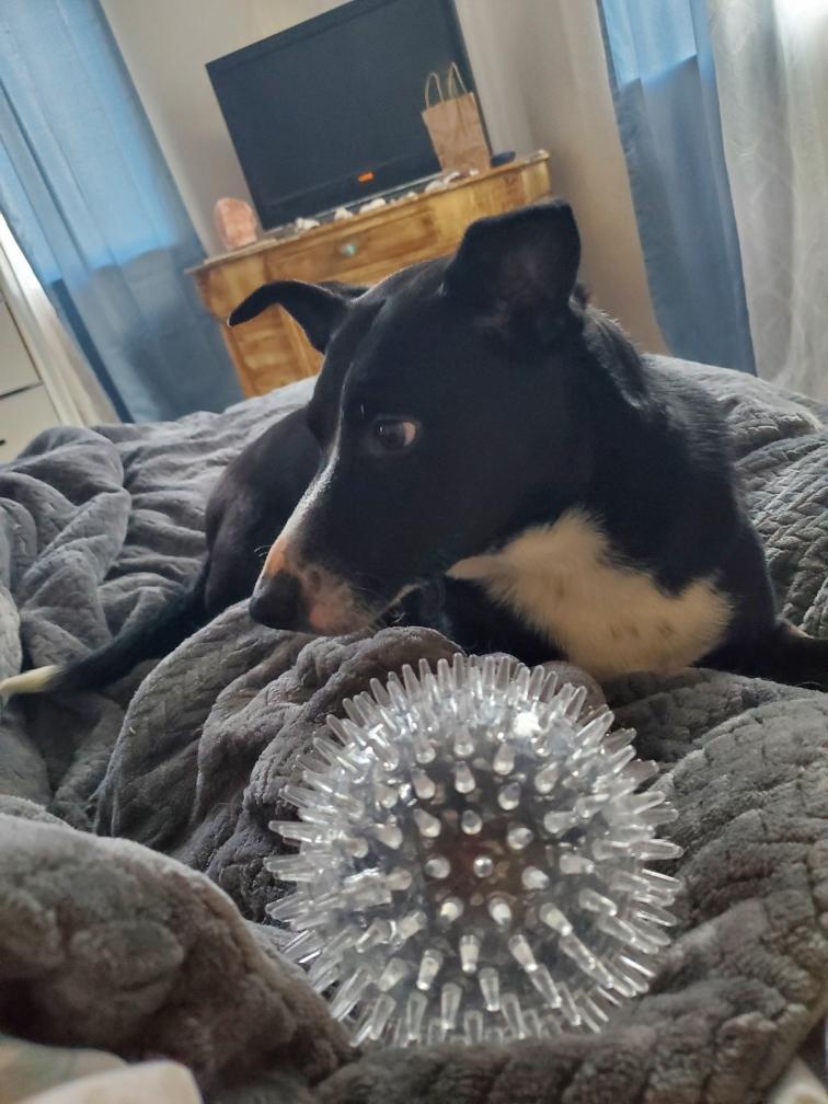 Enlarge Athena, an adopted mixed breed in Pocatello, ID image 4/6