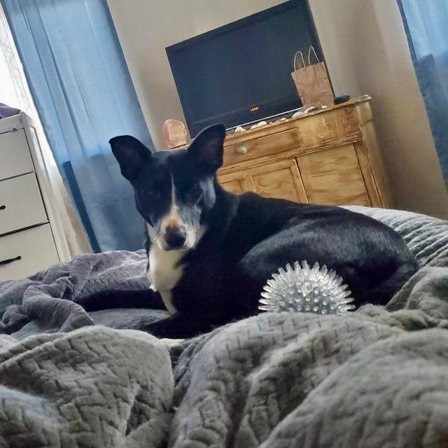 Enlarge Athena, an adopted mixed breed in Pocatello, ID image 3/6