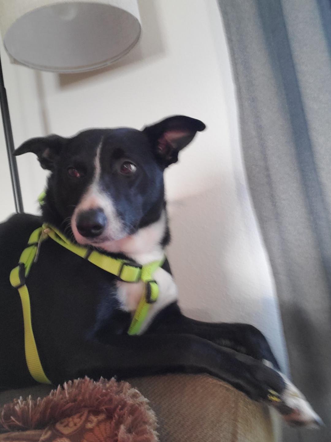 Enlarge Athena, an adopted mixed breed in Pocatello, ID image 6/6