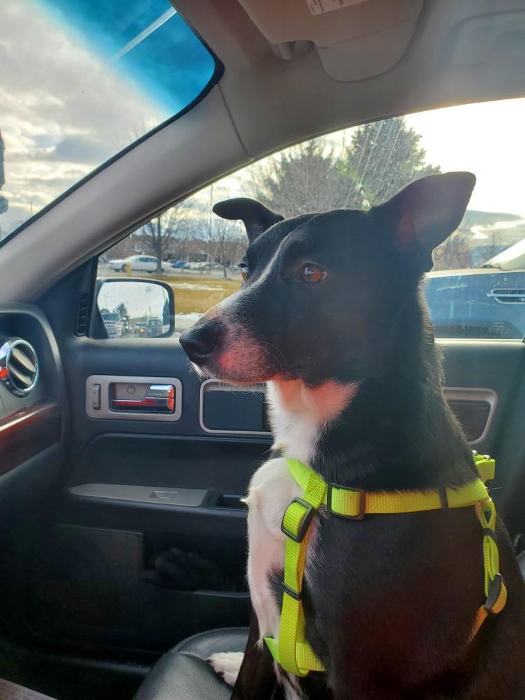 Enlarge Athena, an adopted mixed breed in Pocatello, ID image 2/6