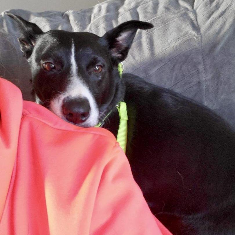 Athena, adopted, Young Female Border Collie & Australian Kelpie.