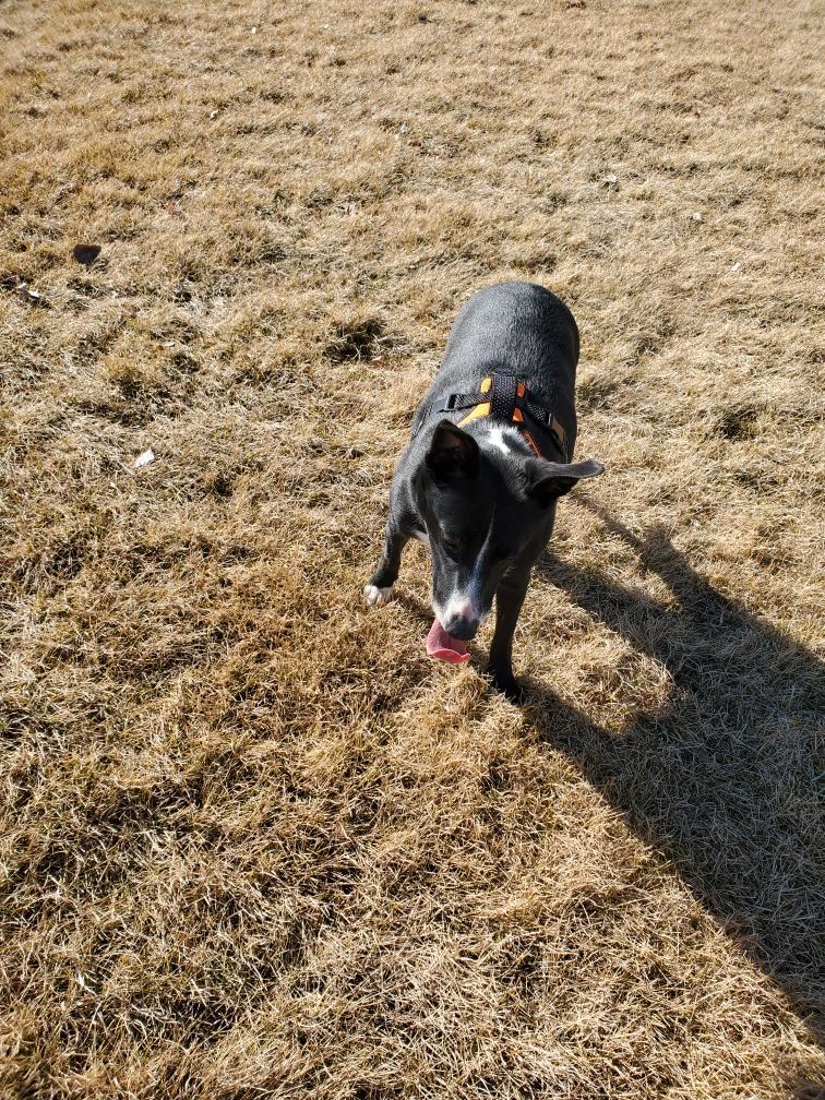 Enlarge Athena, an adopted mixed breed in Pocatello, ID image 5/6