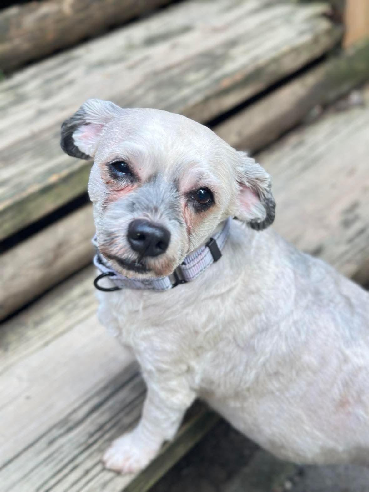 Heidi & Kody, an adoptable Havanese in Argyle, NY, 12809 | Photo Image 3