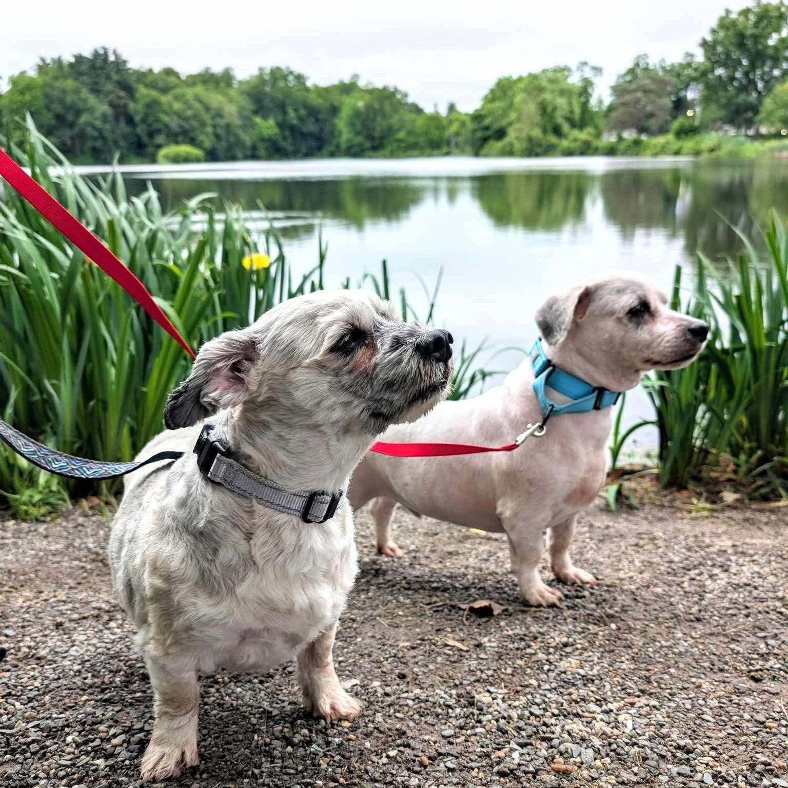 Heidi & Kody, an adoptable Havanese in Argyle, NY, 12809 | Photo Image 2