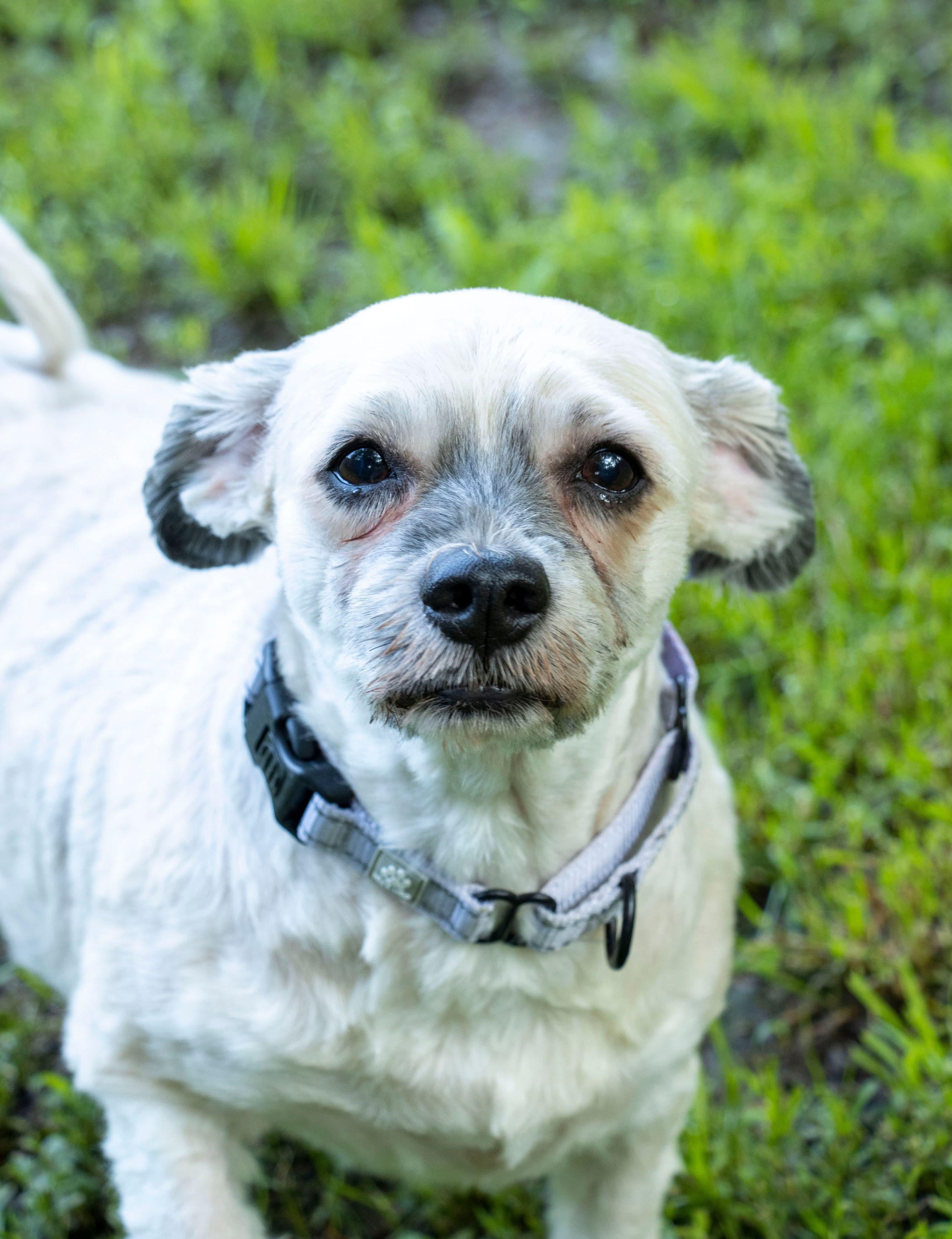 Heidi & Kody, an adoptable Havanese in Argyle, NY, 12809 | Photo Image 4