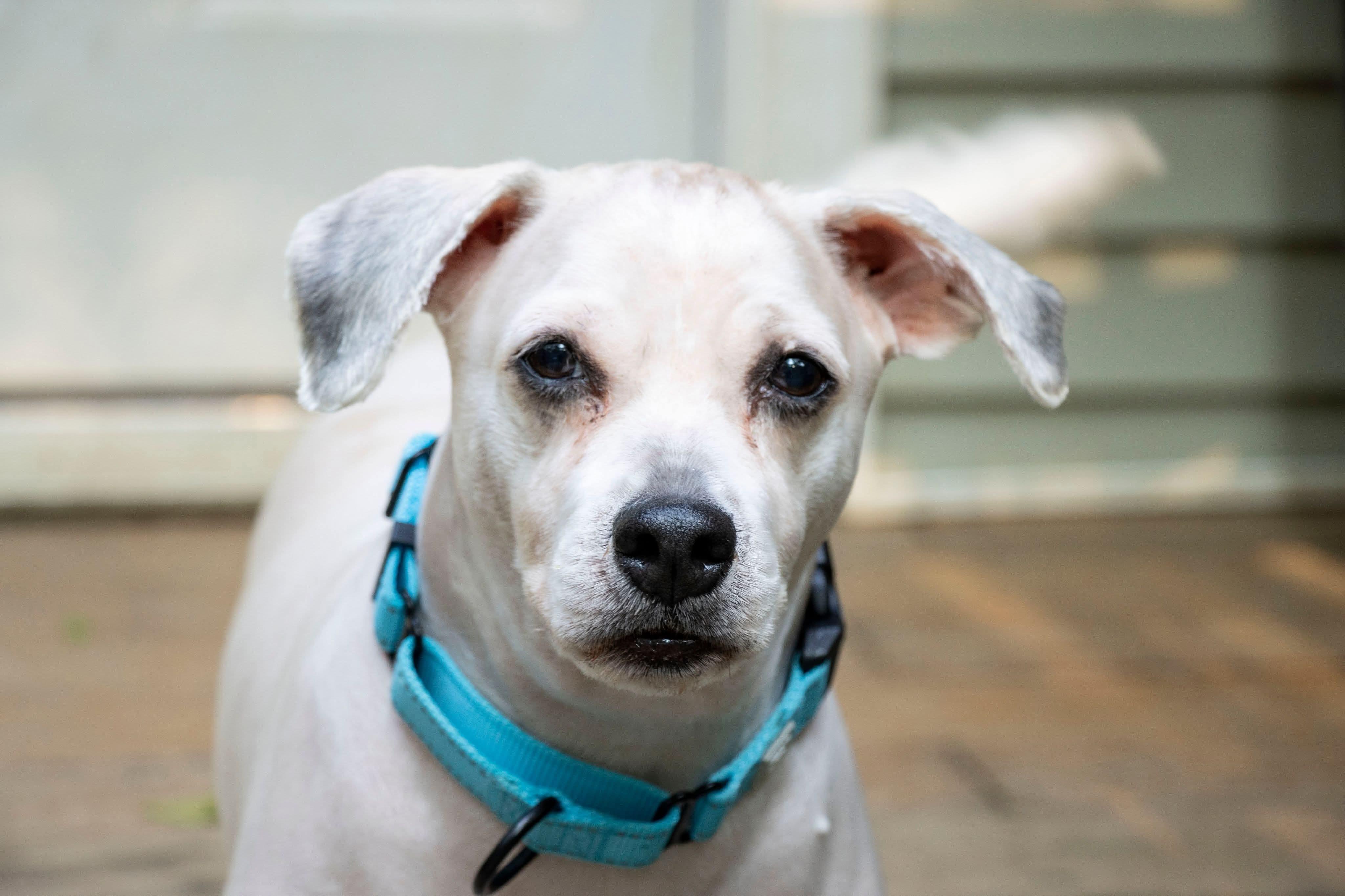 Heidi & Kody, an adoptable Havanese in Argyle, NY, 12809 | Photo Image 5