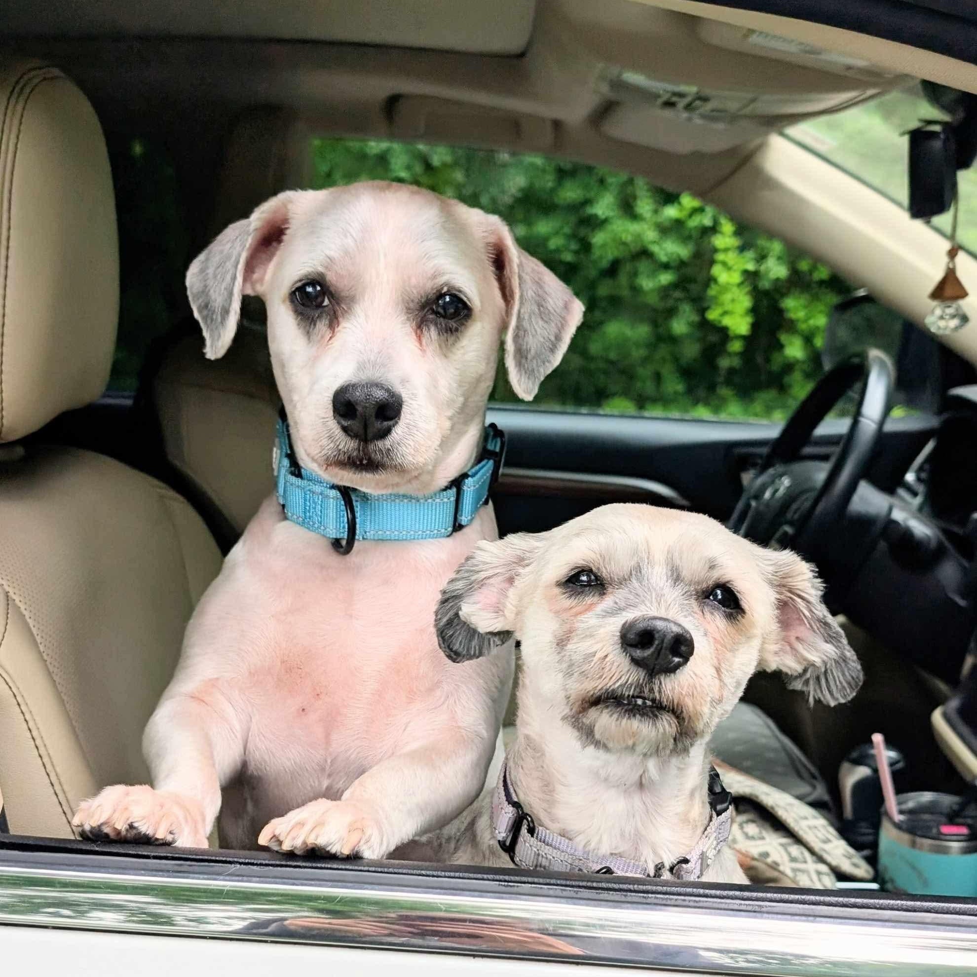 Heidi & Kody, an adoptable Havanese in Argyle, NY, 12809 | Photo Image 1