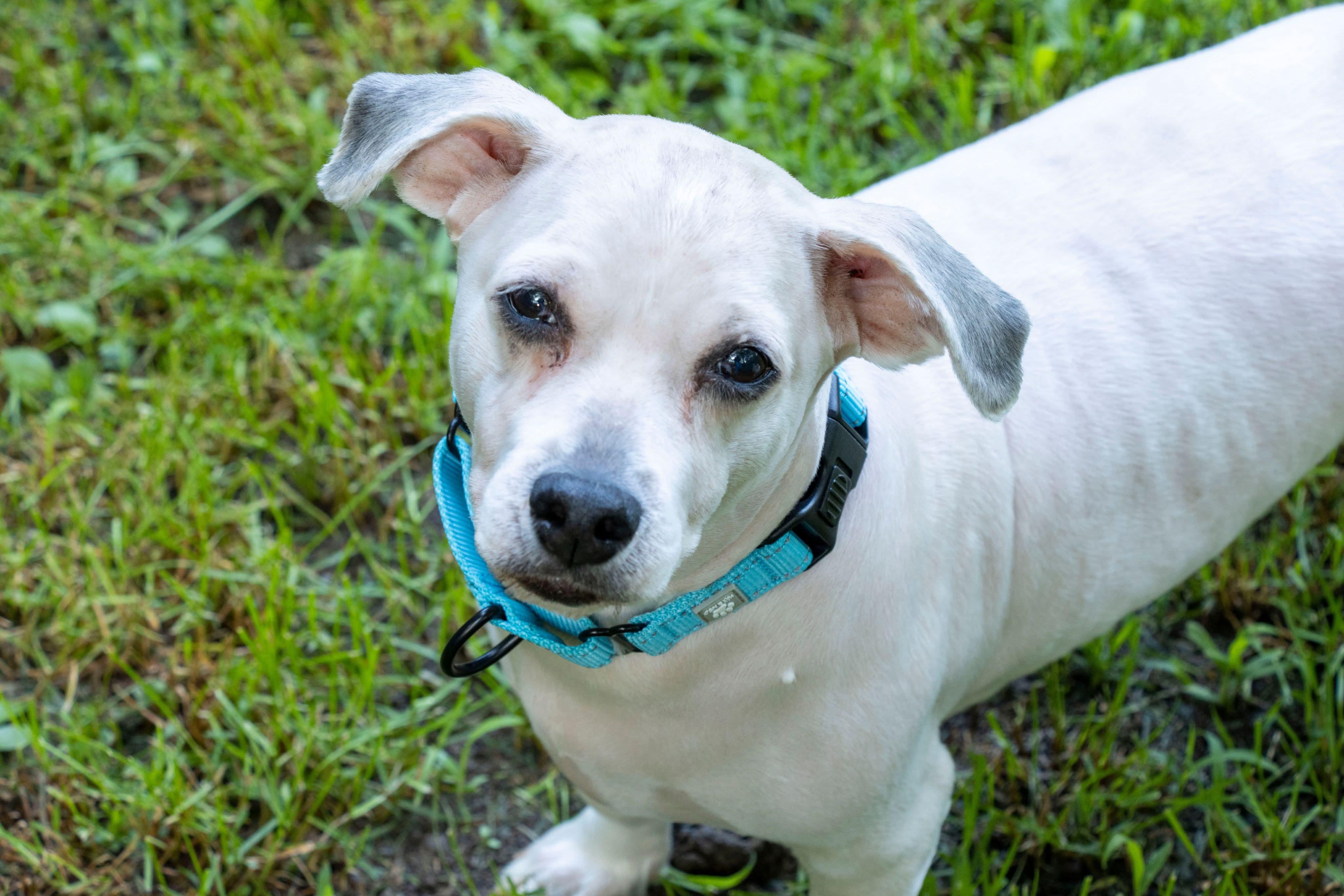 Heidi & Kody, an adoptable Havanese in Argyle, NY, 12809 | Photo Image 6