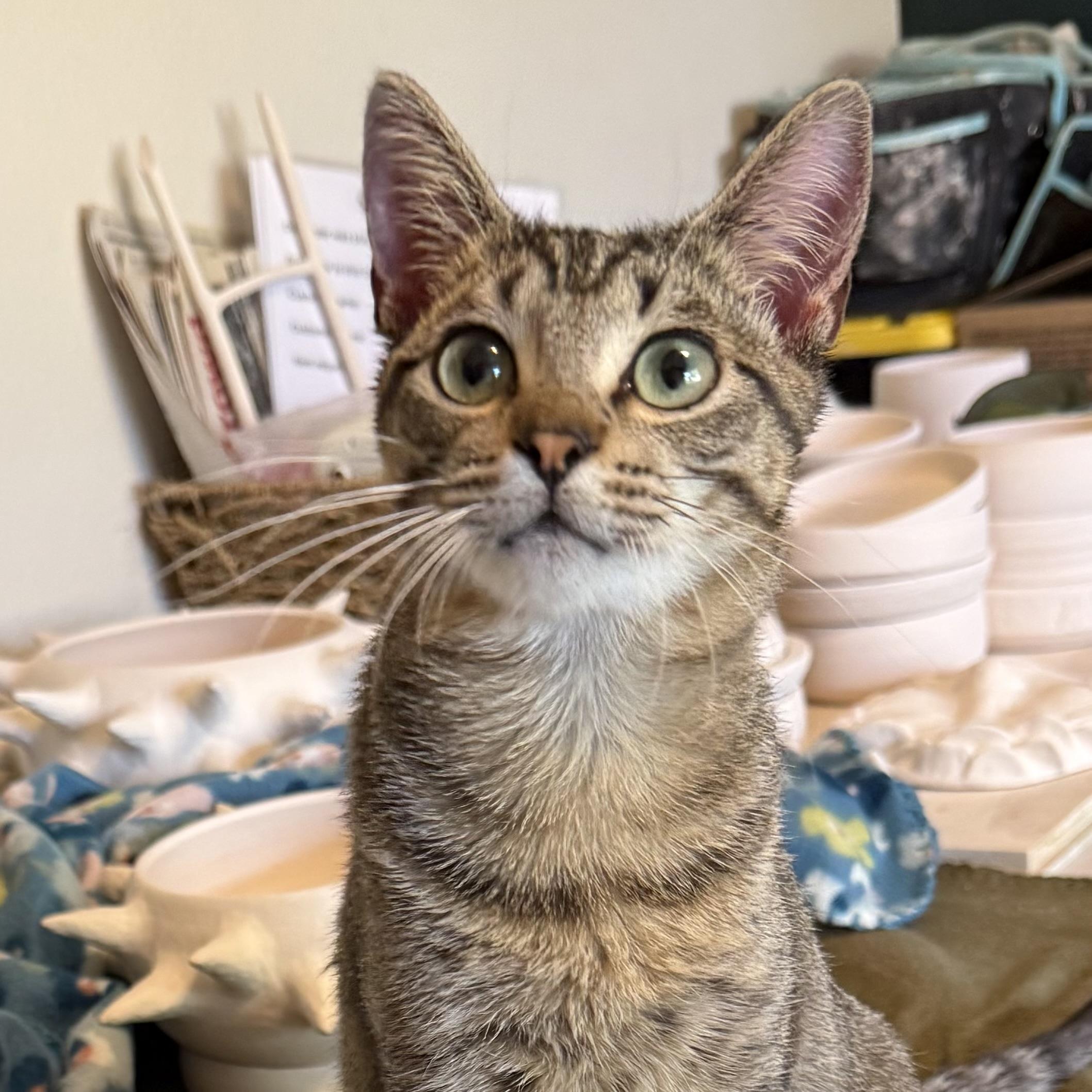 Pip, a Adoptable mixed breed in Milton, FL image 2/5