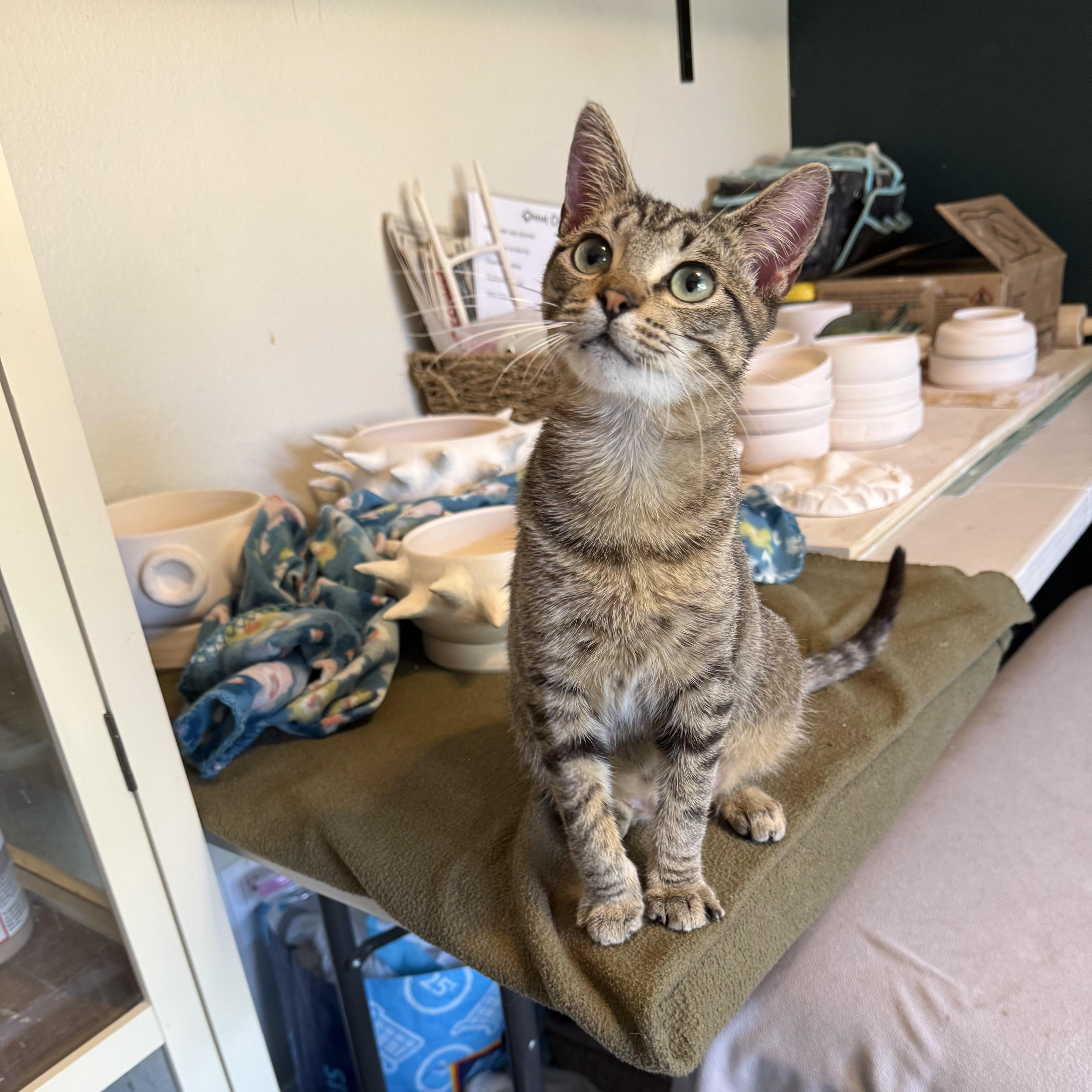 Pip, Adoptable, Young Male American Shorthair & Domestic Short Hair.