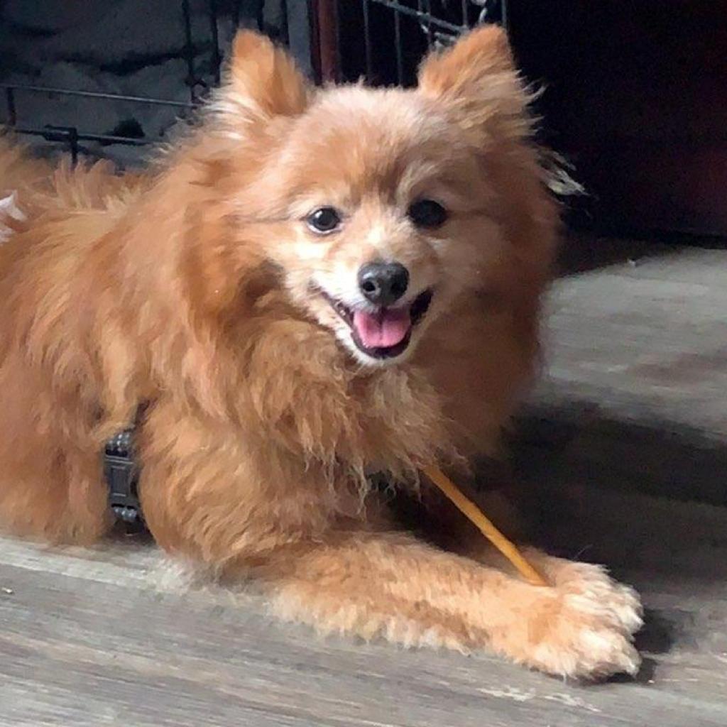 Buddy, Adoptable, Senior Male Pomeranian.