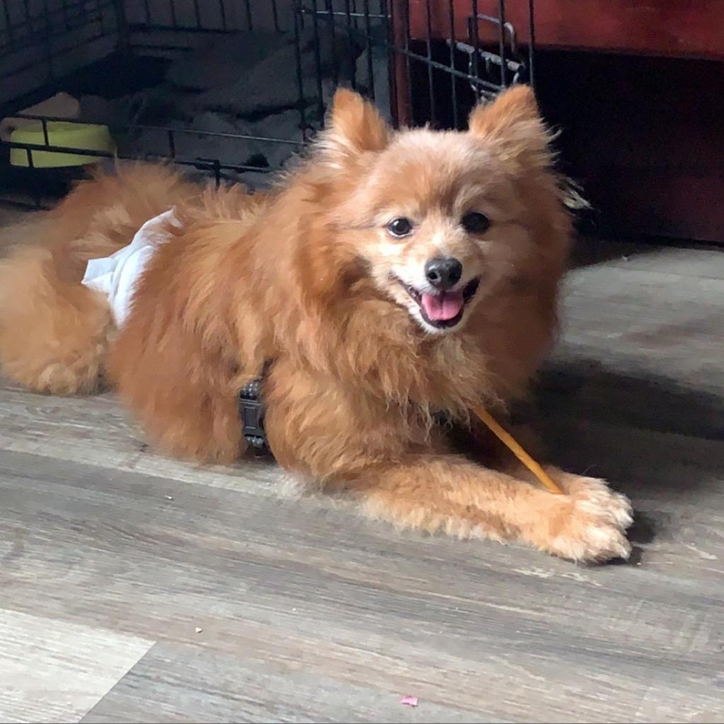 Enlarge Buddy, a Adoptable Pomeranian in Newton, IA image 3/3