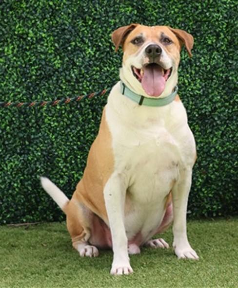 Enlarge PRESCOT, a Adoptable Hound in Naples, FL image 1/1