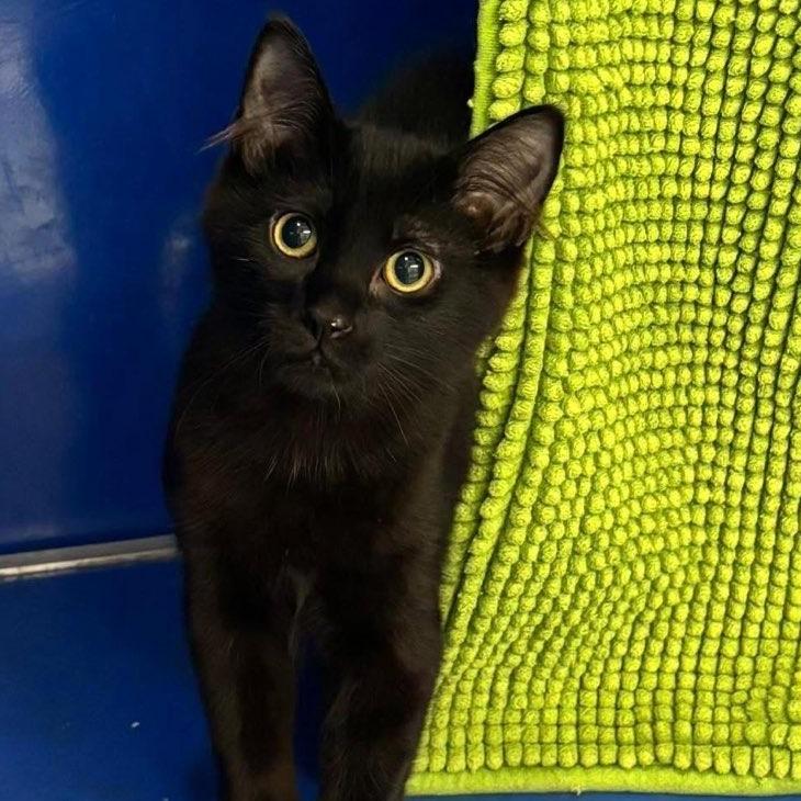 Falcon (ID 47416/ 3467)