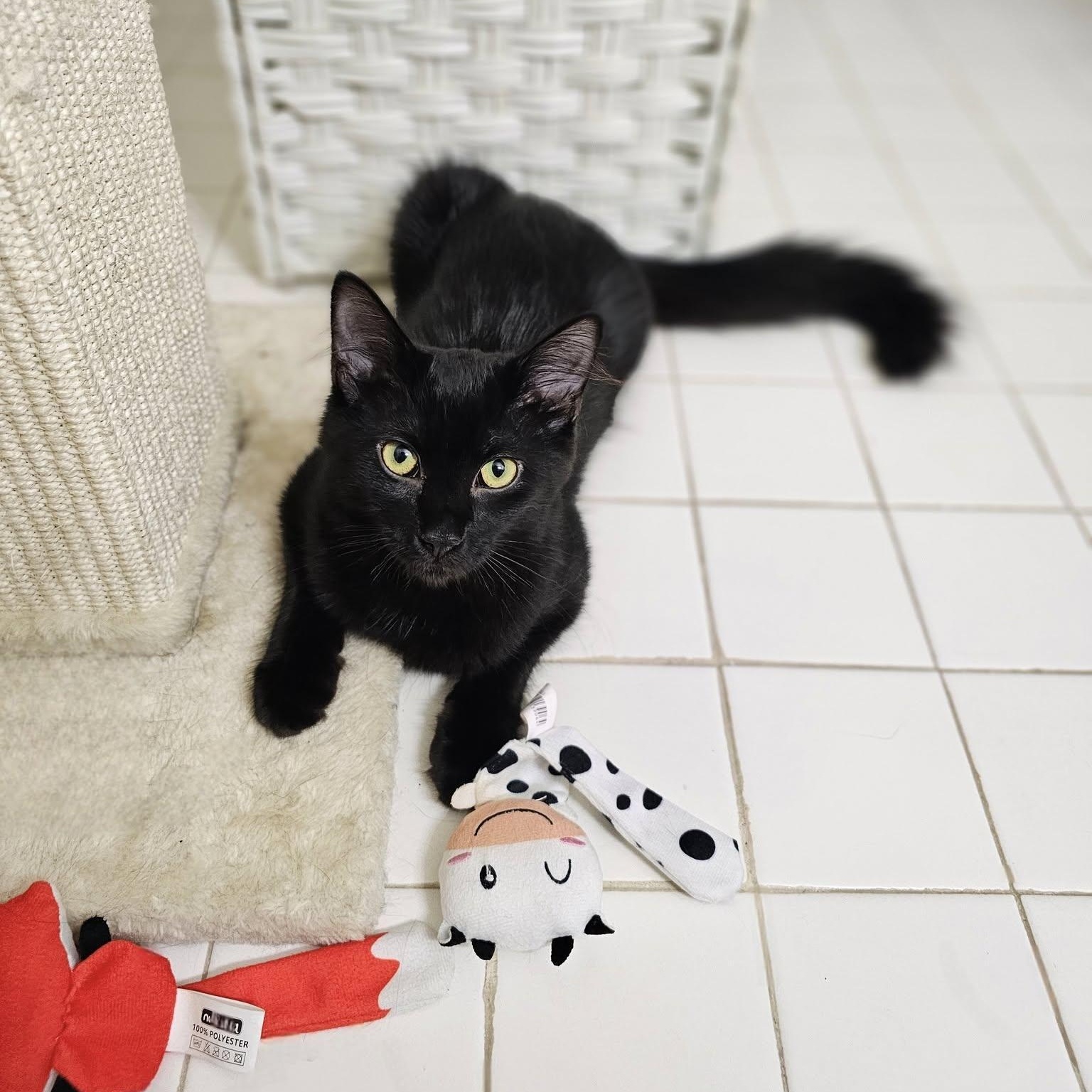 Falcon (ID 47416/ 3467)