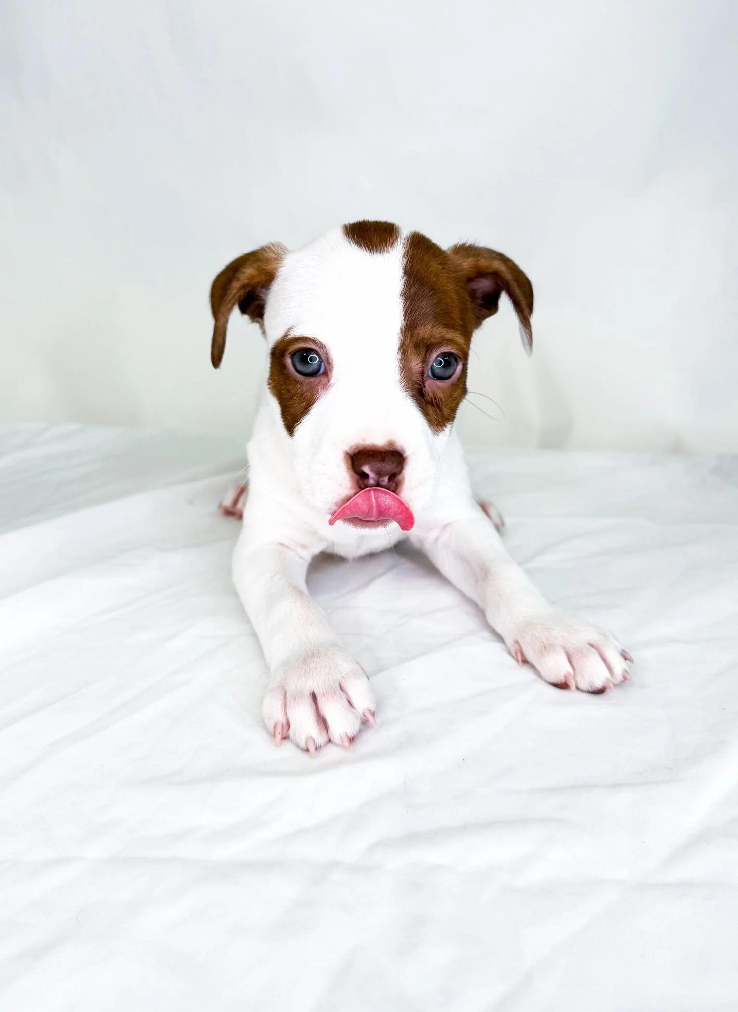 Buttercream, adopted, Puppy Female Labrador Retriever & Pit Bull Terrier.